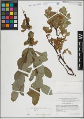 Foto von Salix hastata L.